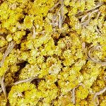 „Sačuvajmo CMIJ – očuvajmo tradiciju!“ – hvalevrijedna akcija