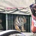 Svjetska organizacija za zaštitu prirode zgrožena slučajem tigra iz Hrvatske