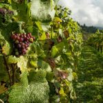 Dodatni izvor prihoda za vinare: U vinogradima planiraju uzgajati korisnu algu