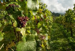 Dodatni izvor prihoda za vinare: U vinogradima planiraju uzgajati korisnu algu